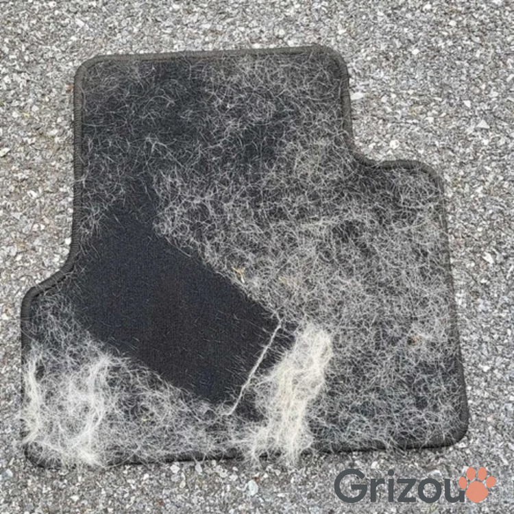 Grattoir Anti-Poils pour Tapis, Carpettes & Sièges d'Auto